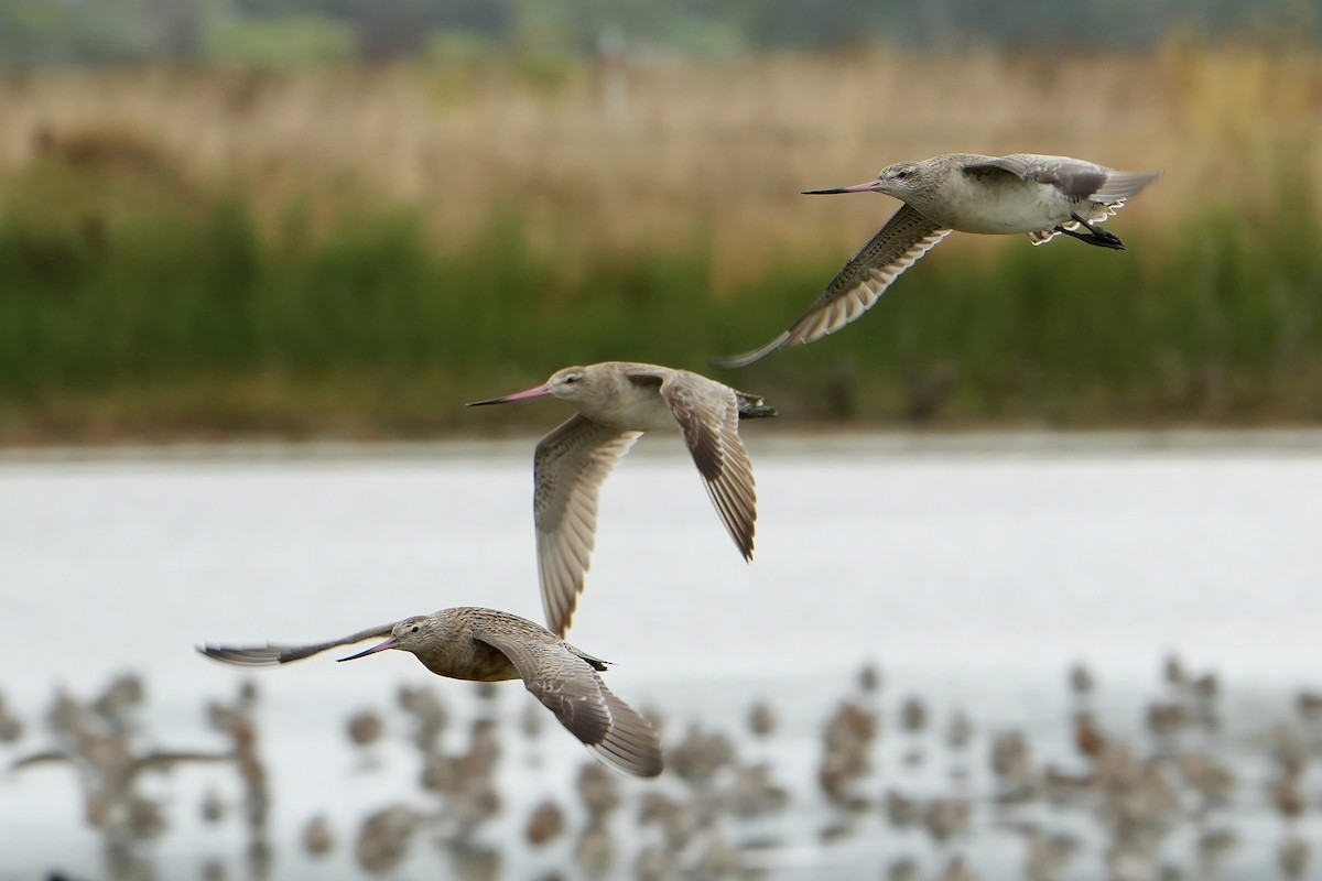 Bar-tailed Godwit - ML640106384