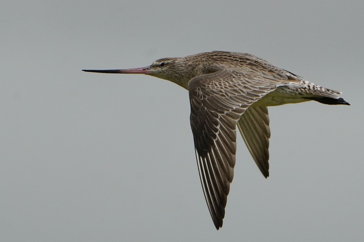 Bar-tailed Godwit - ML640106385