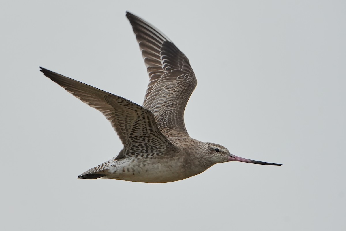 Bar-tailed Godwit - ML640106395