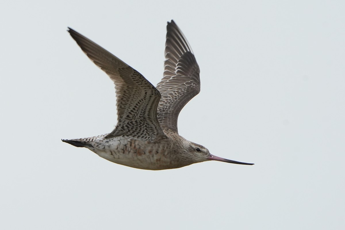 Bar-tailed Godwit - ML640106399