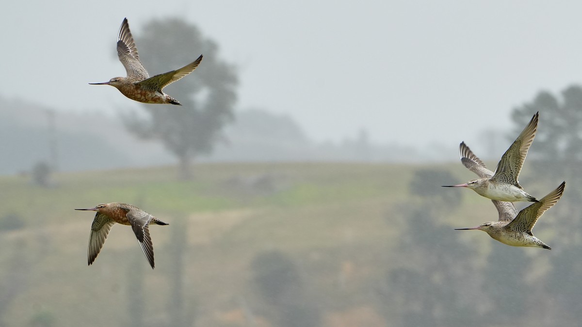 Bar-tailed Godwit - ML640106400