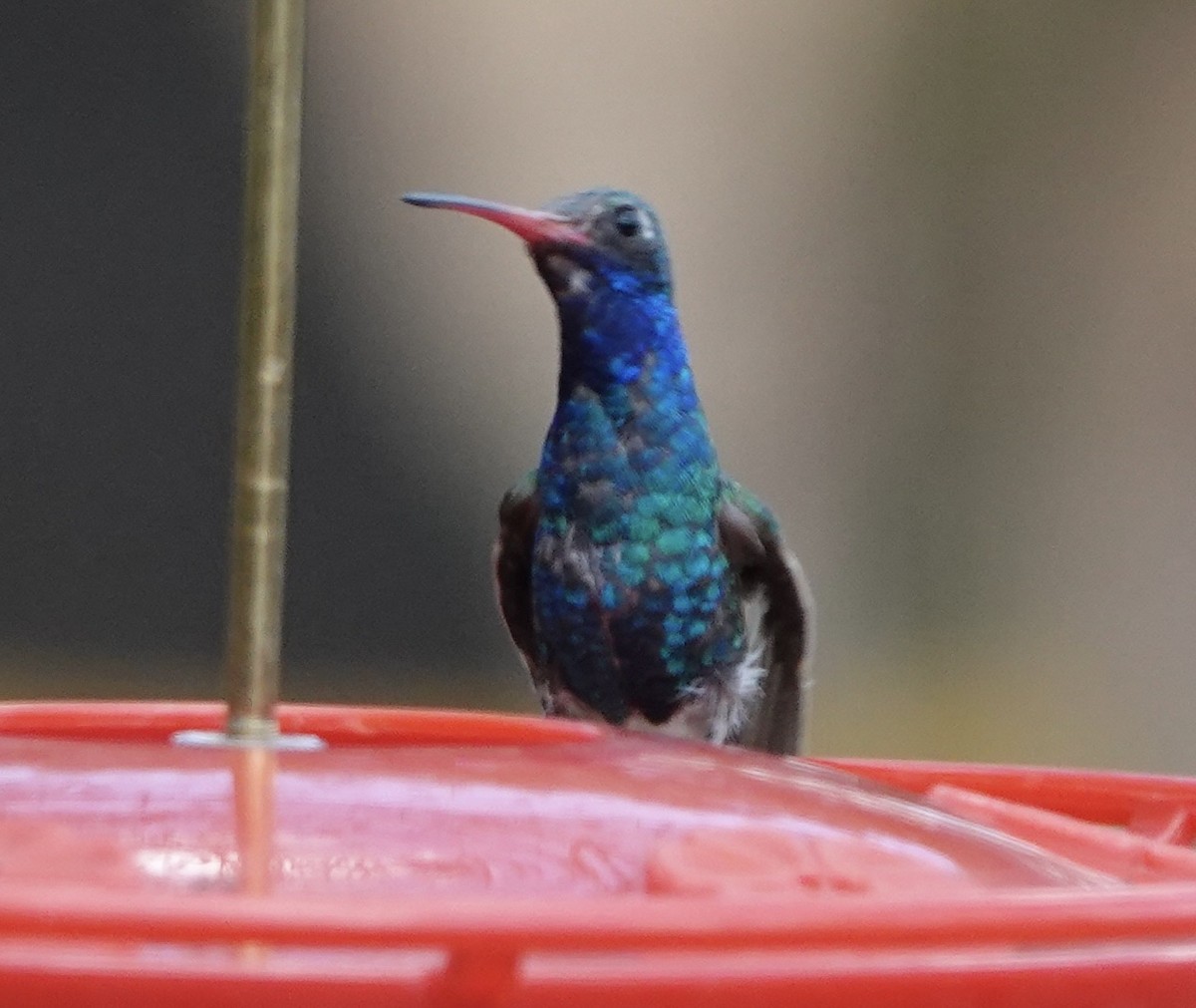Broad-billed Hummingbird - ML640106516