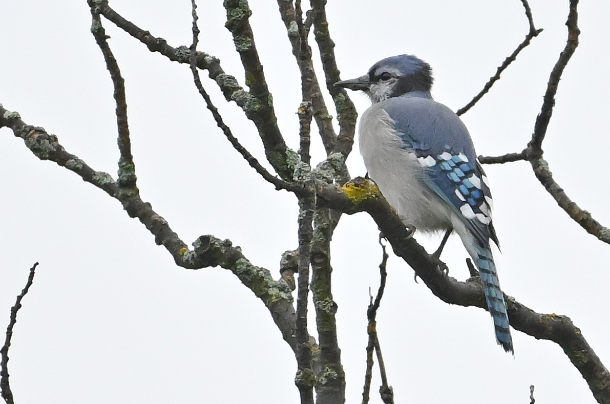 Blue Jay - ML640106558