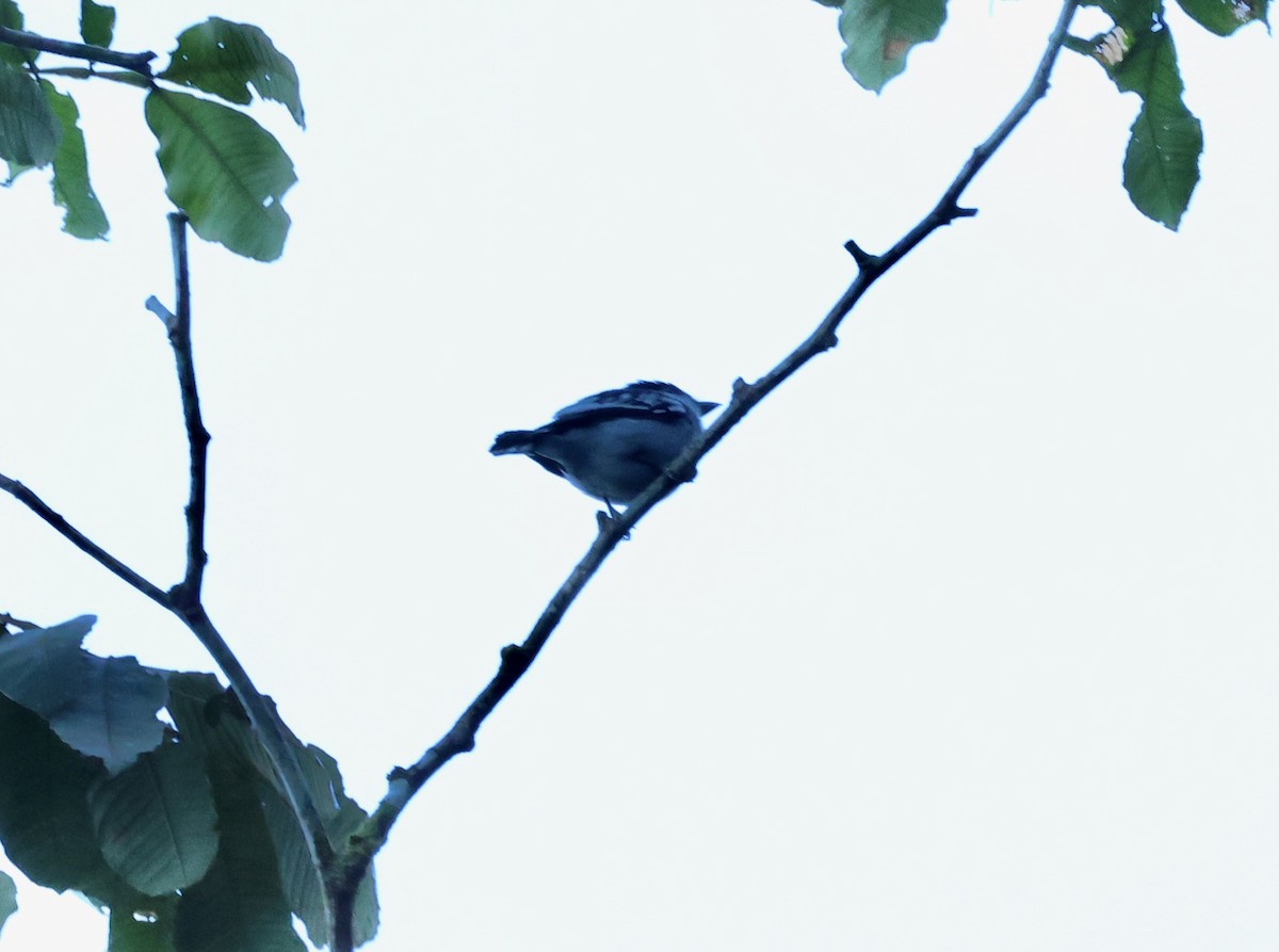 Black-capped Becard - ML640106585