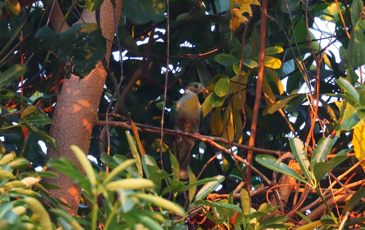 Yellow-breasted Fruit-Dove - ML640106590