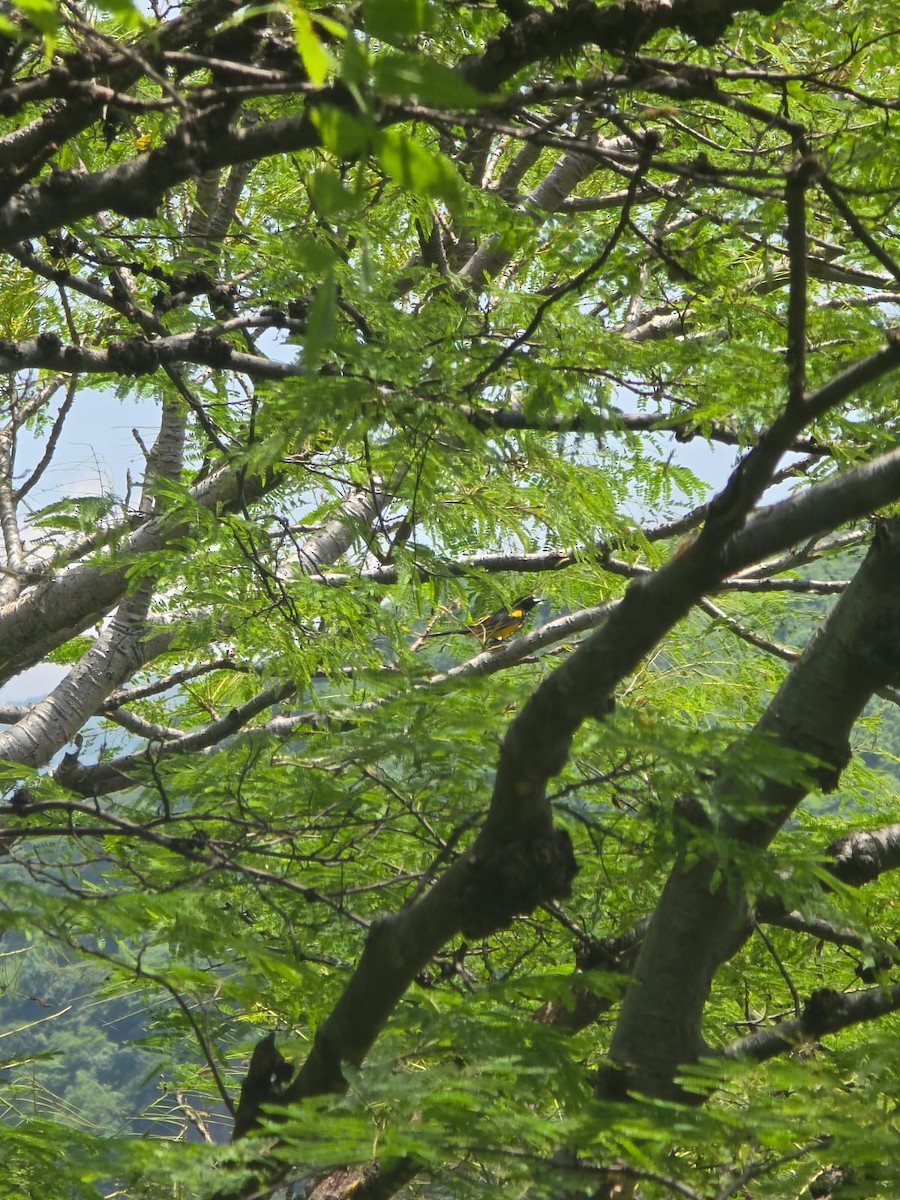 Black-vented Oriole - ML640106730