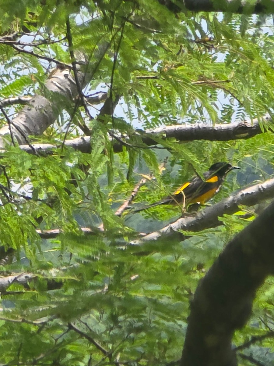 Black-vented Oriole - ML640106731