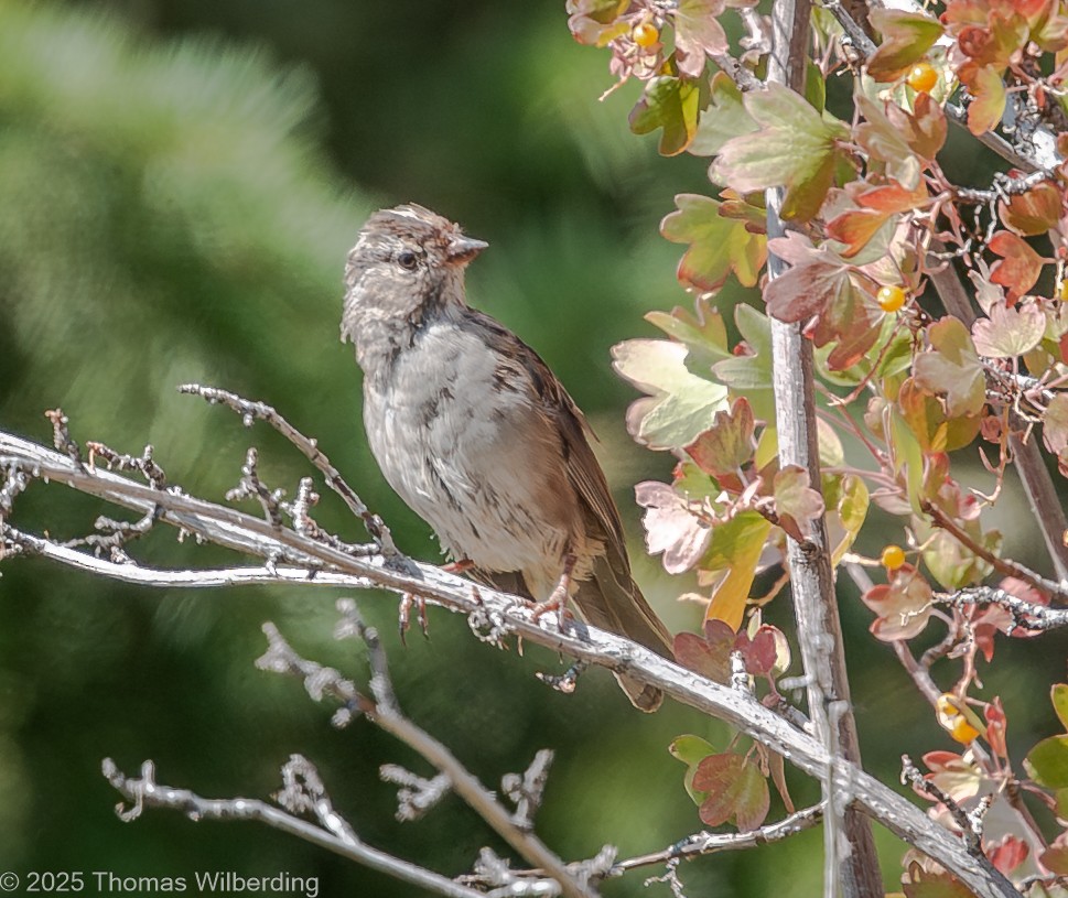 White-crowned Sparrow (oriantha) - ML640106803