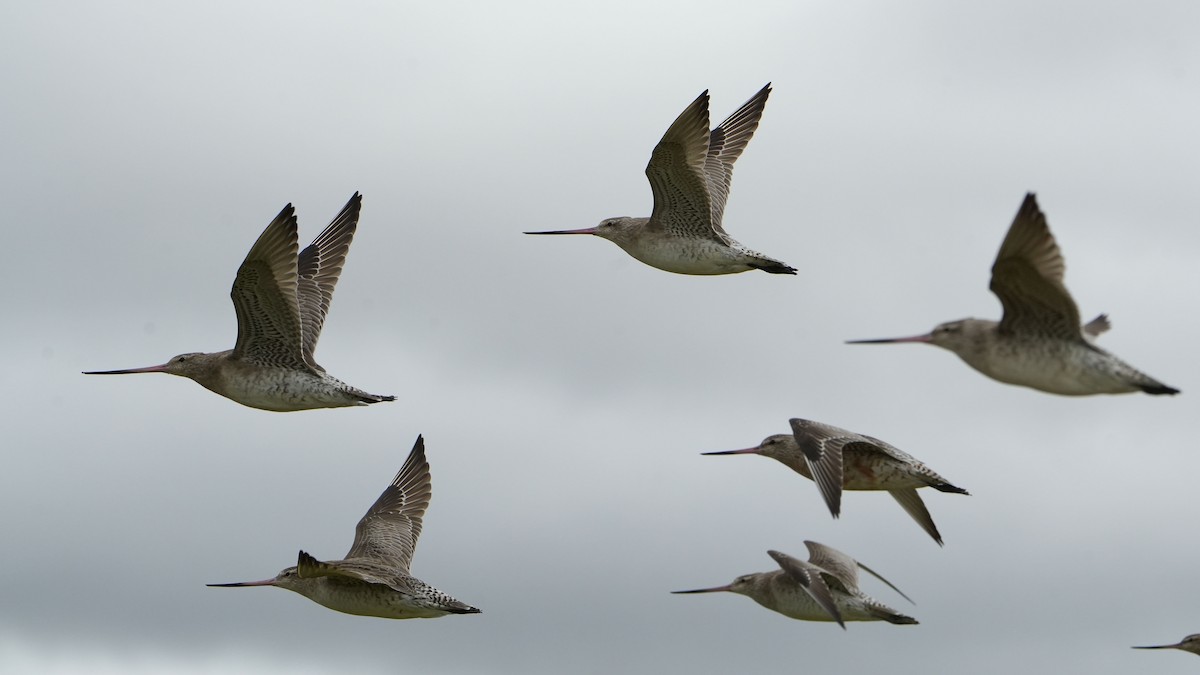 Bar-tailed Godwit - ML640106928