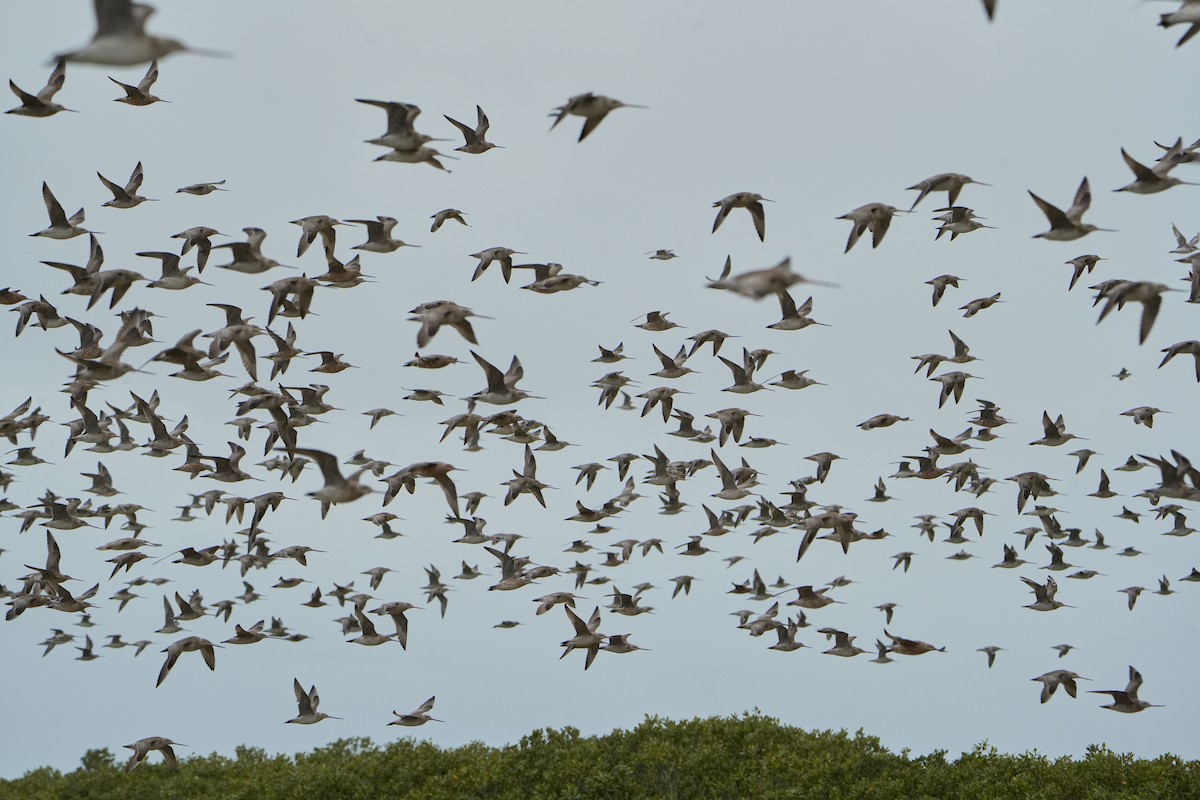 Bar-tailed Godwit - ML640106930