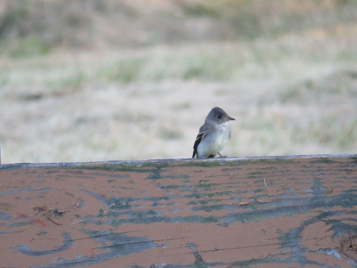 Eastern Wood-Pewee - ML640107079