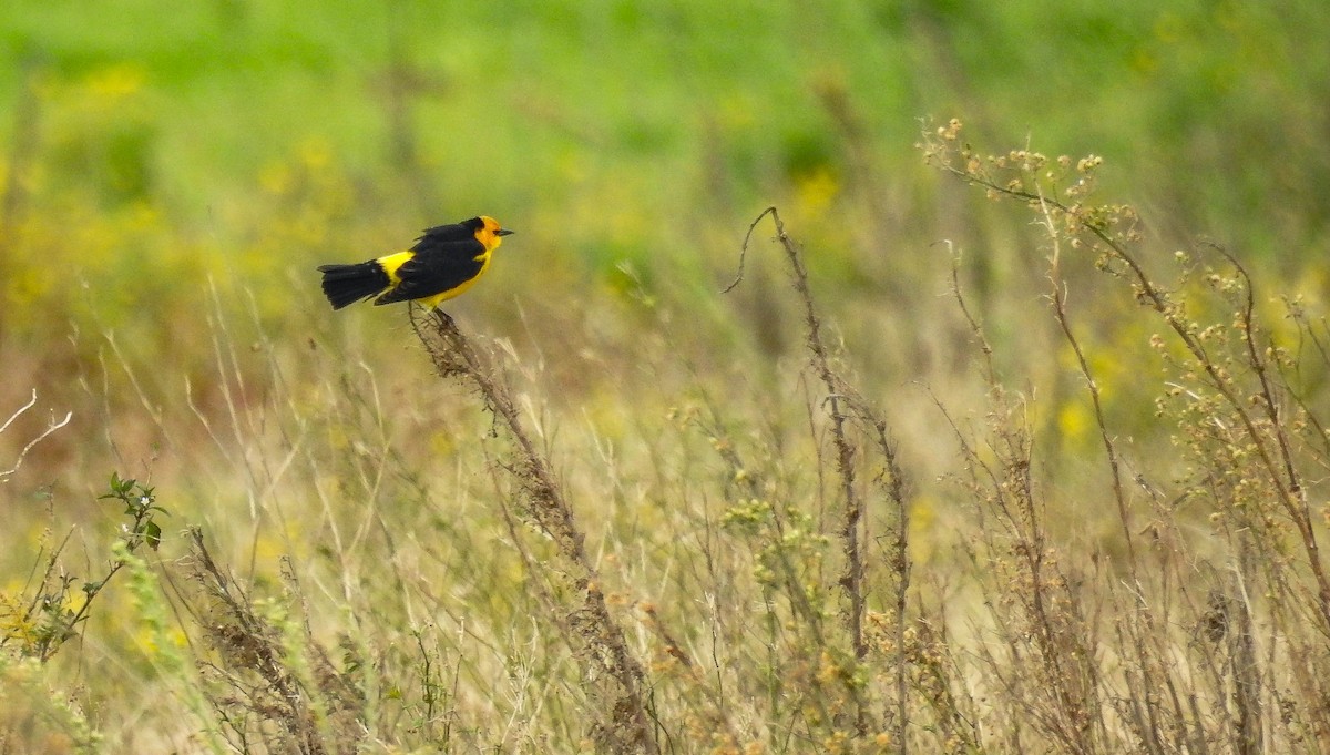 Saffron-cowled Blackbird - ML640107082