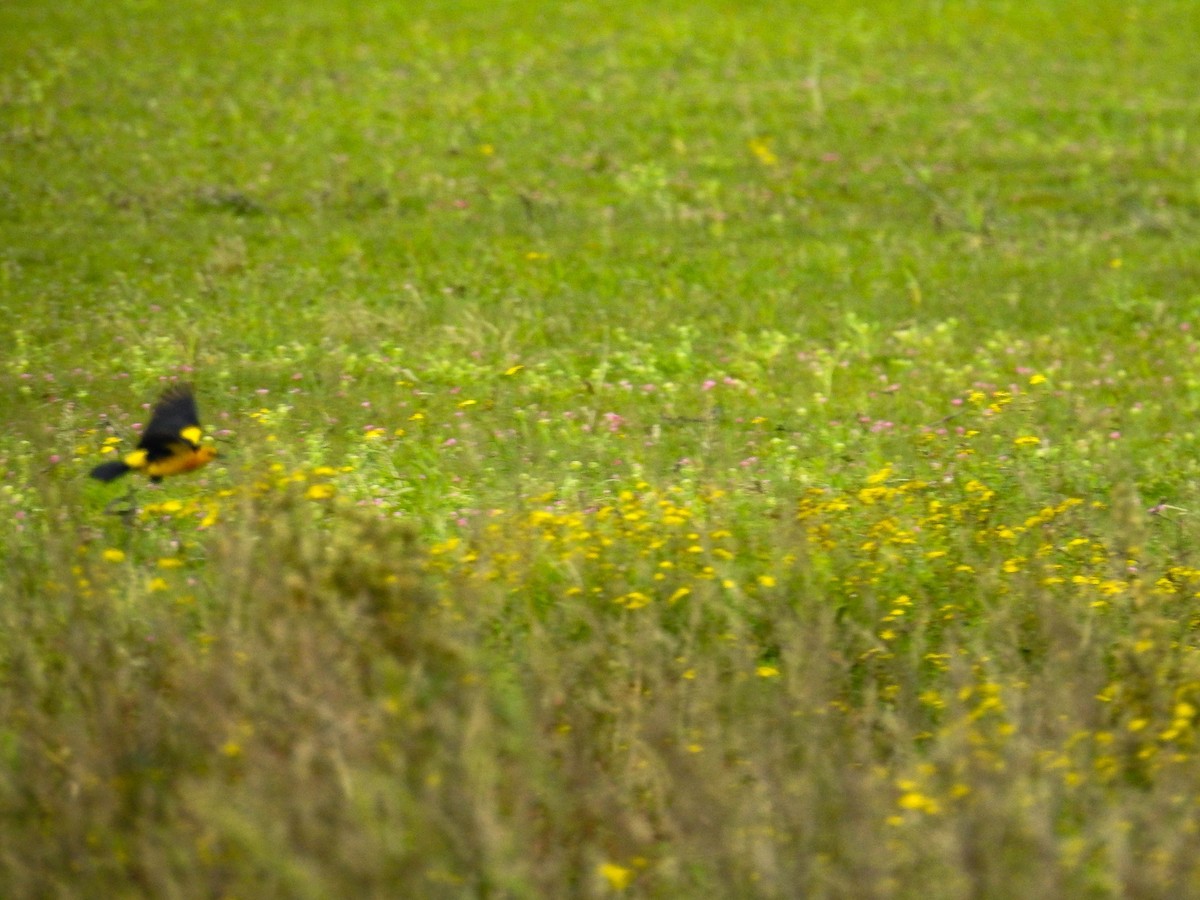 Saffron-cowled Blackbird - ML640107083