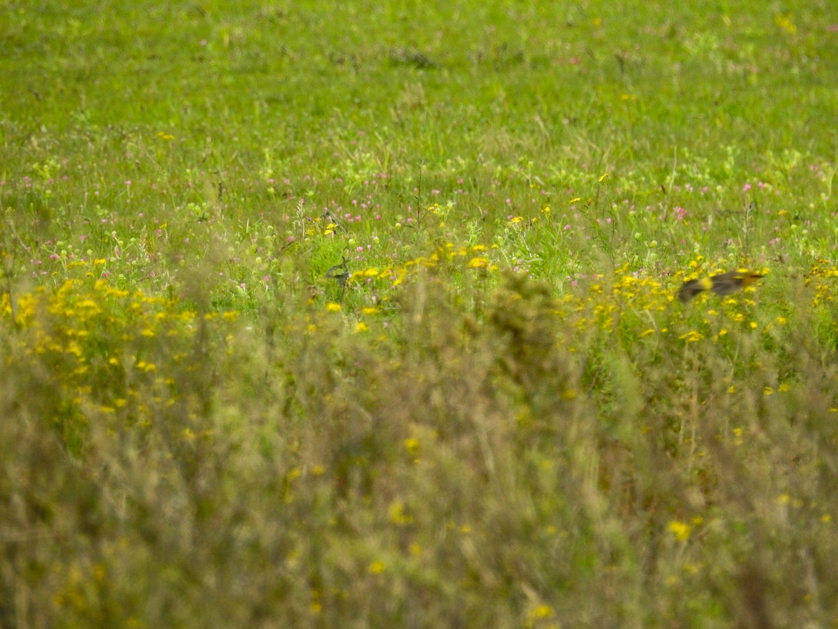 Saffron-cowled Blackbird - ML640107084