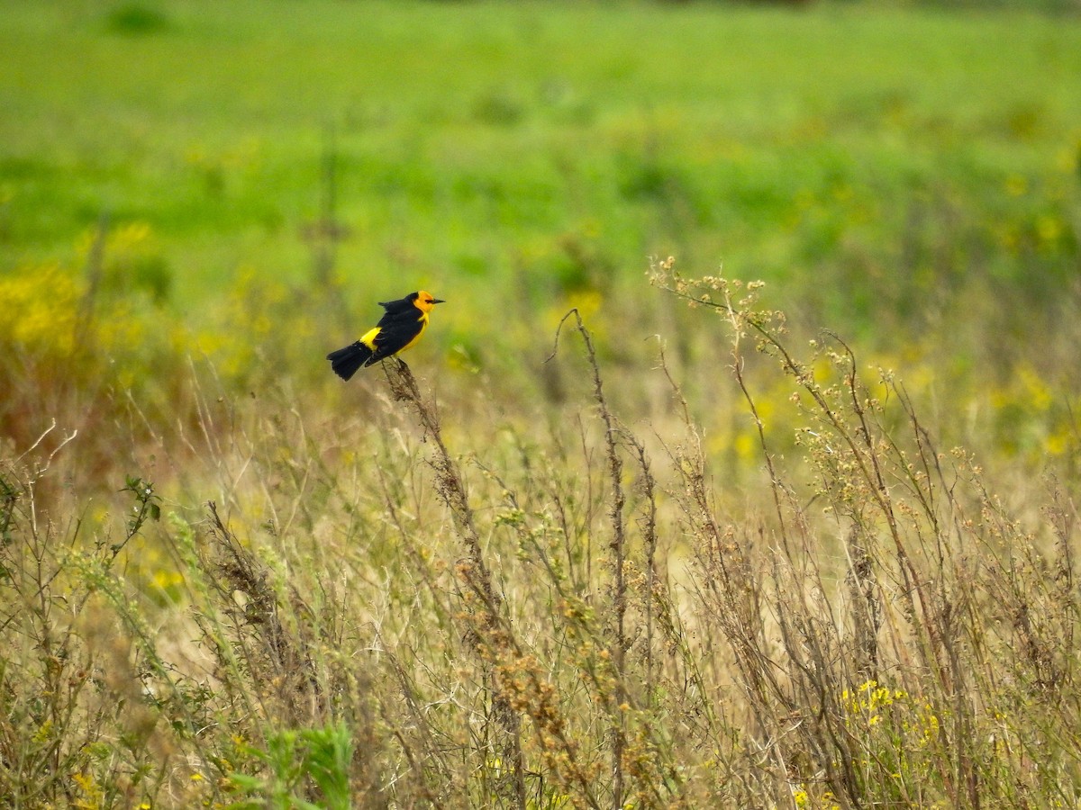 Saffron-cowled Blackbird - ML640107085