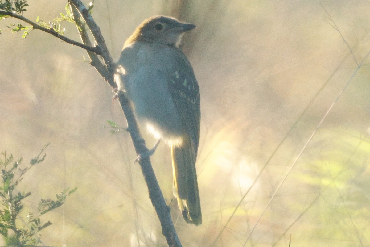 Eastern Nicator - ML640107110