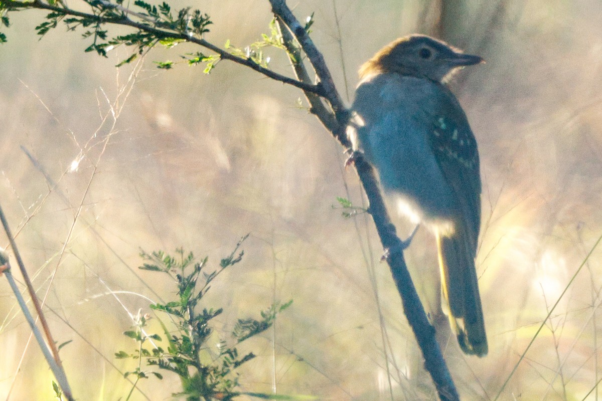 Eastern Nicator - ML640107113