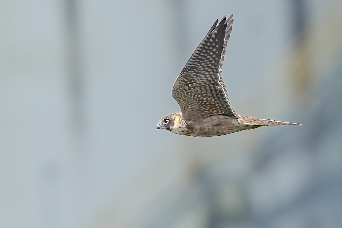 Australian Hobby - ML640107277
