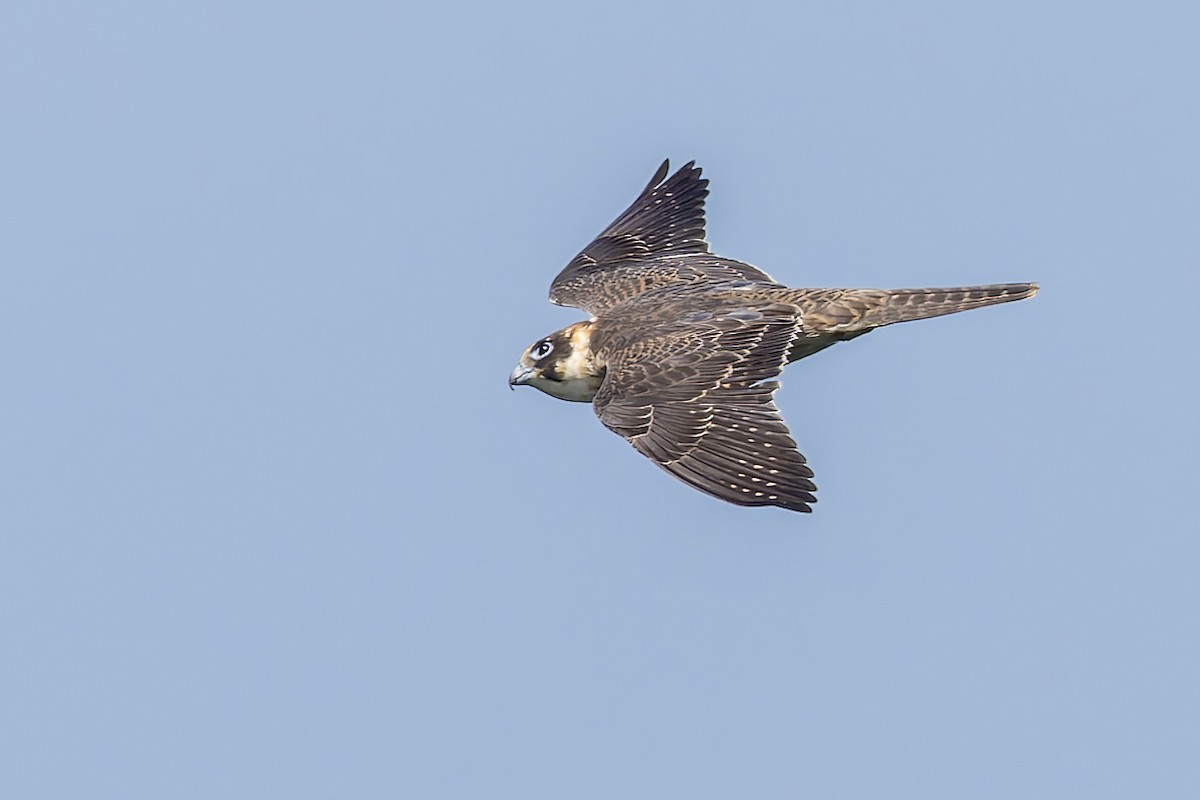 Australian Hobby - ML640107278