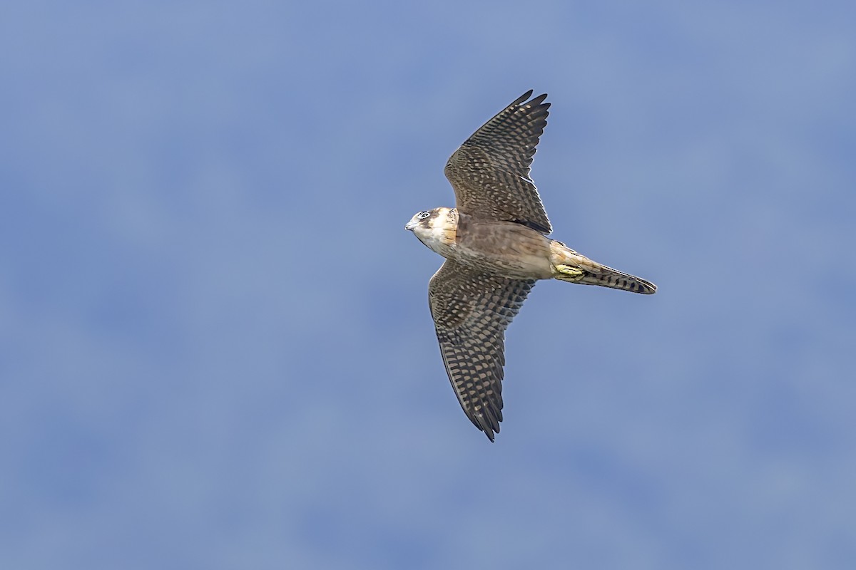 Australian Hobby - ML640107279