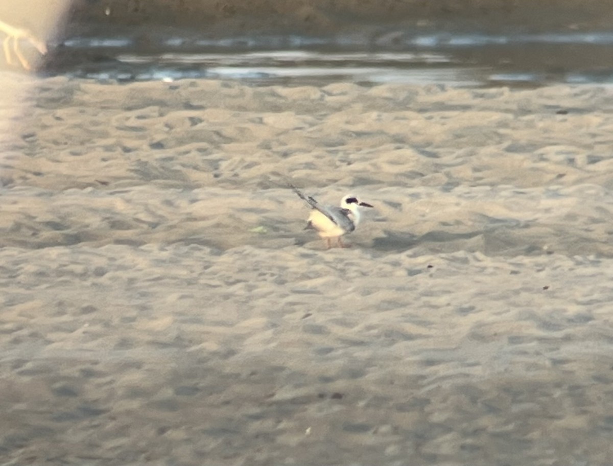 Forster's Tern - ML640107298