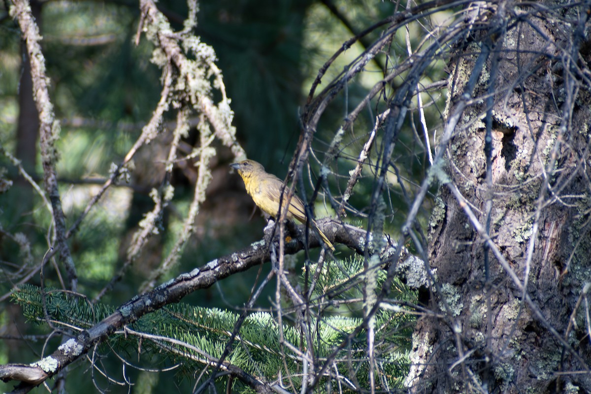 Hepatic Tanager - ML640107317