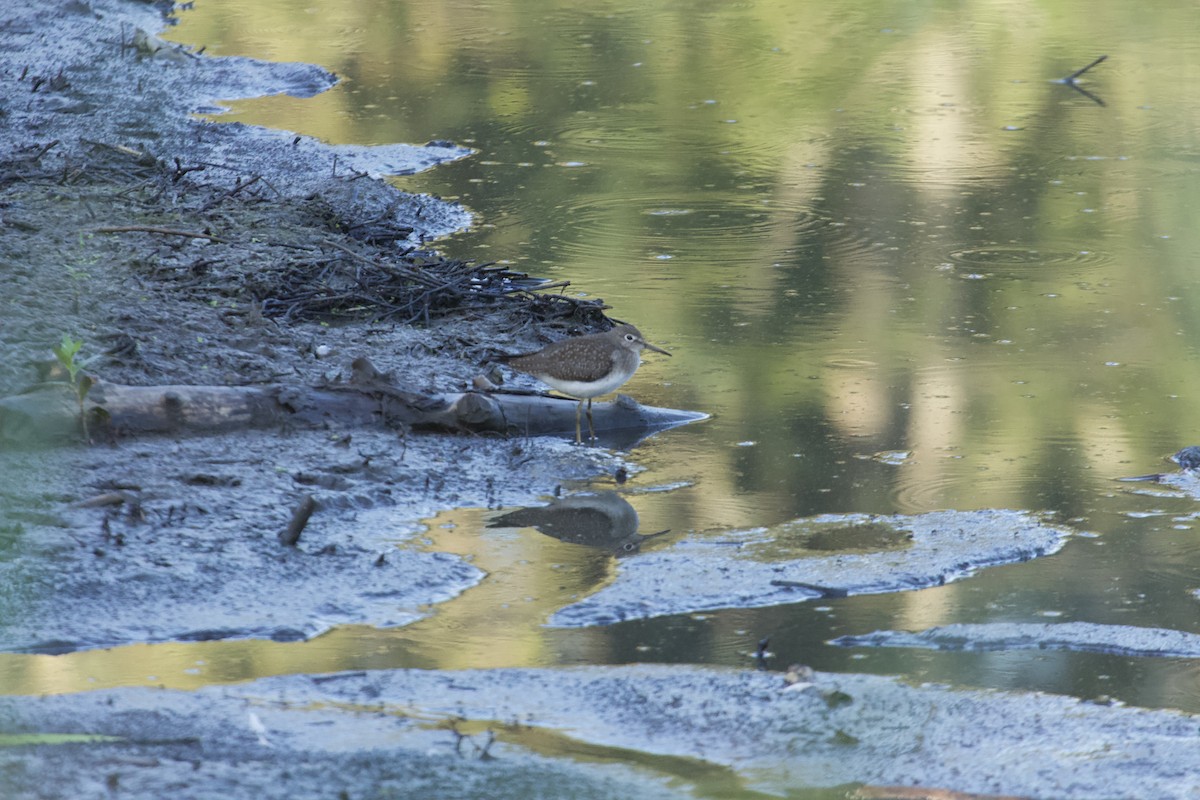 Solitary Sandpiper - ML640107331