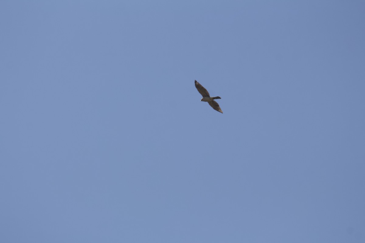 Cooper's Hawk - ML640107347