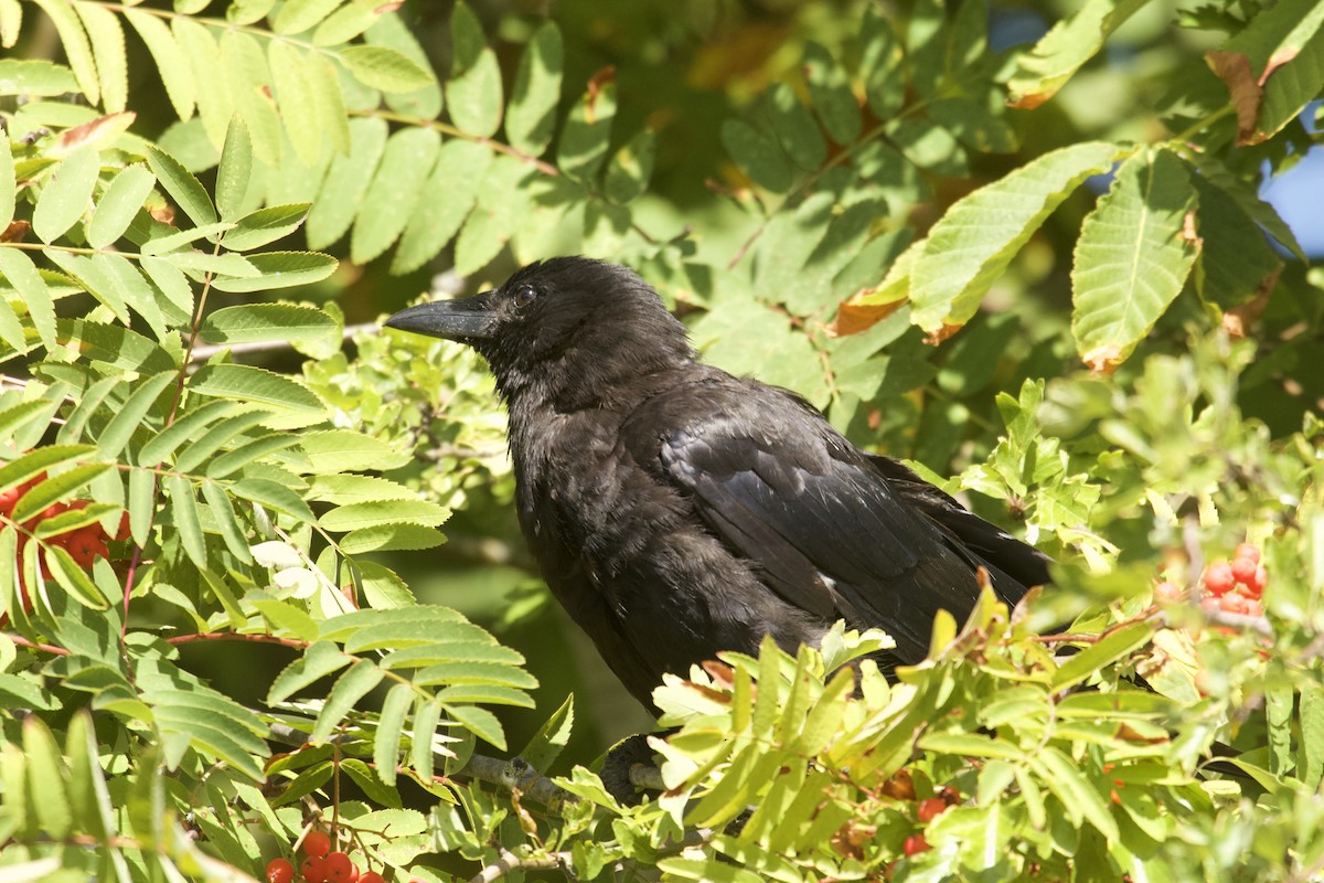 American Crow - ML640107355