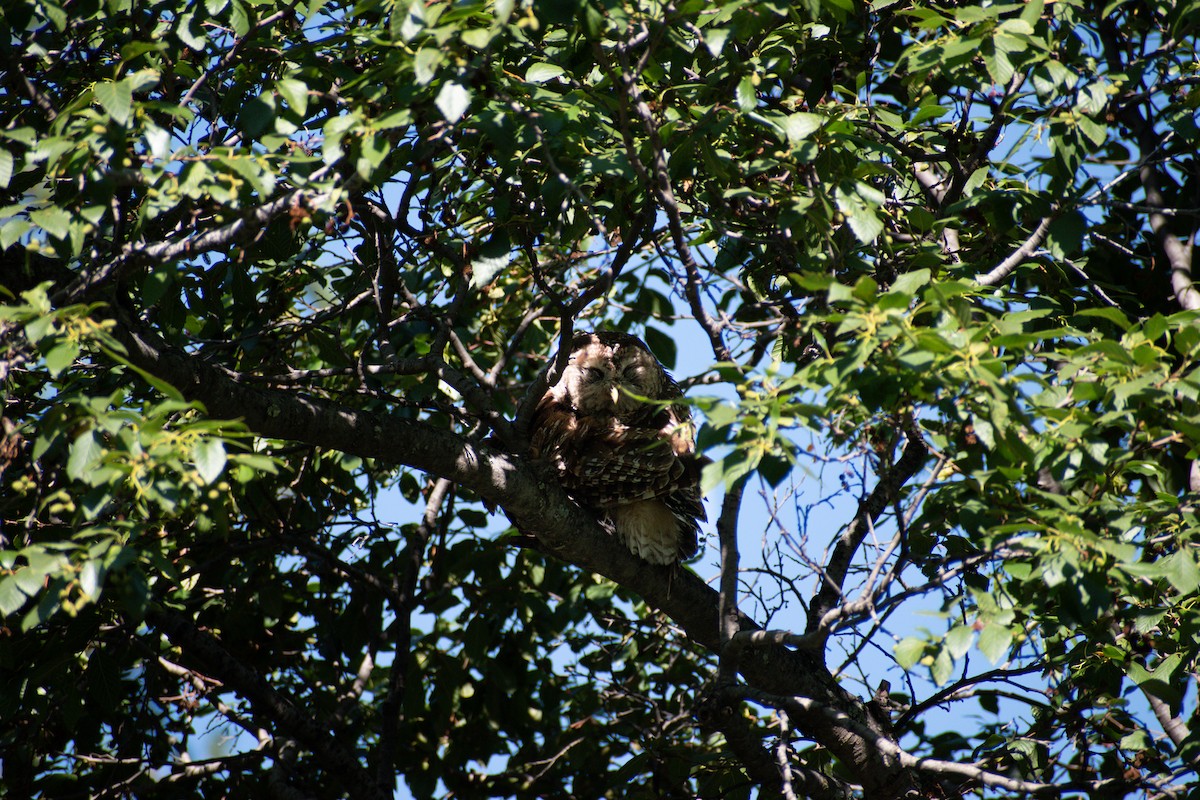 Spotted Owl - ML640107372