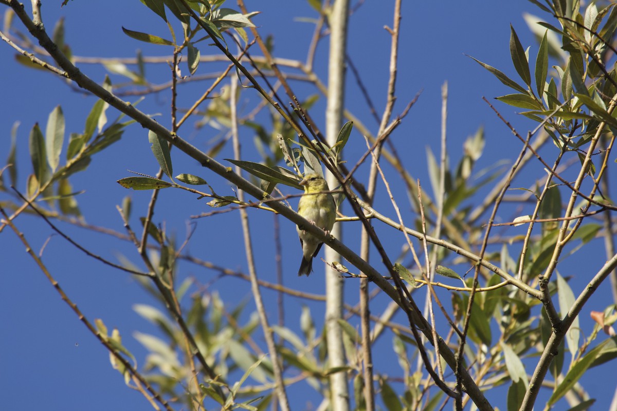 American Goldfinch - ML640107389