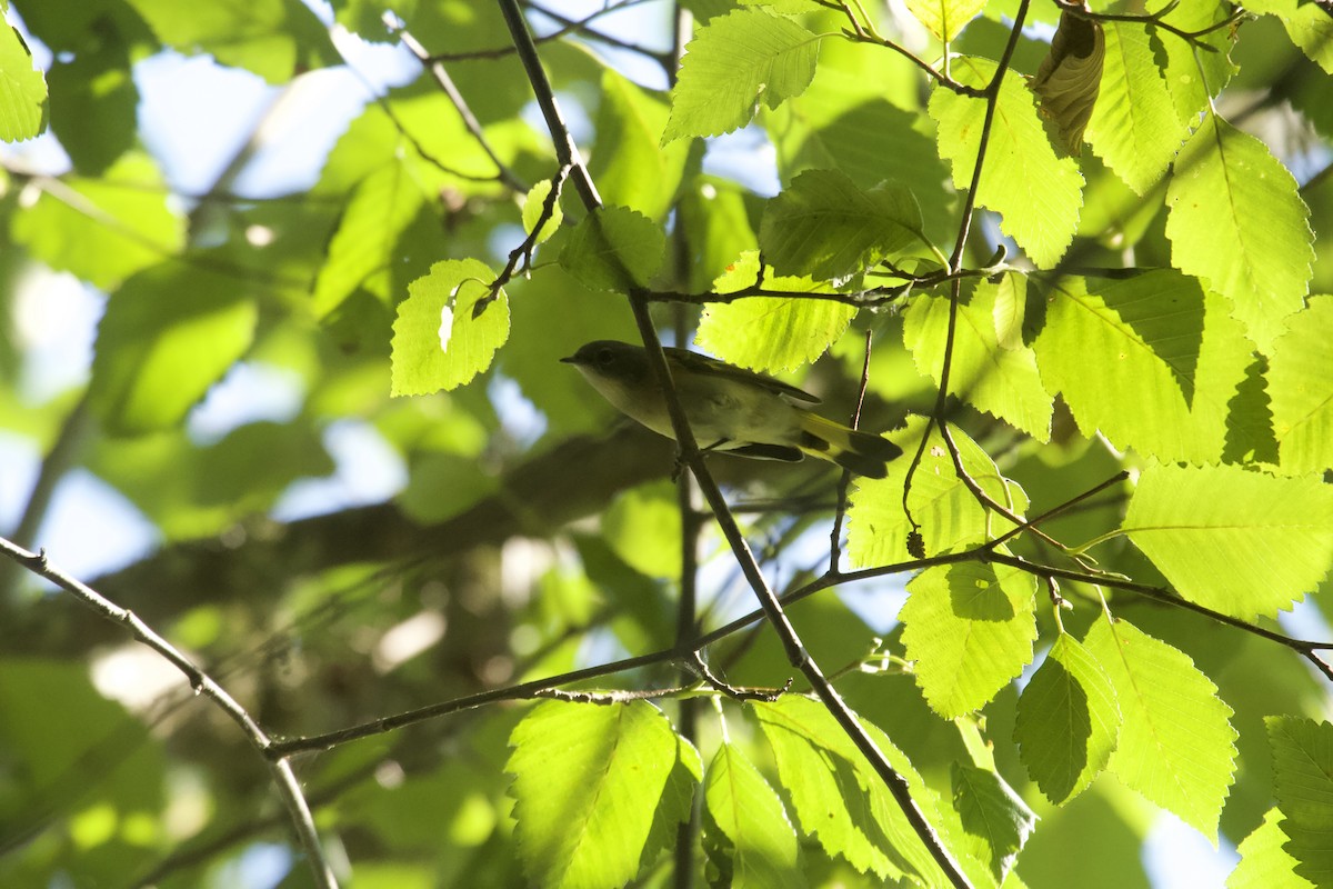 American Redstart - ML640107396