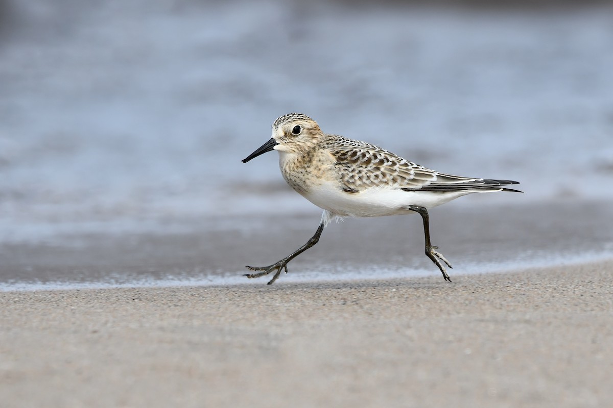 Bairdstrandläufer - ML640107430