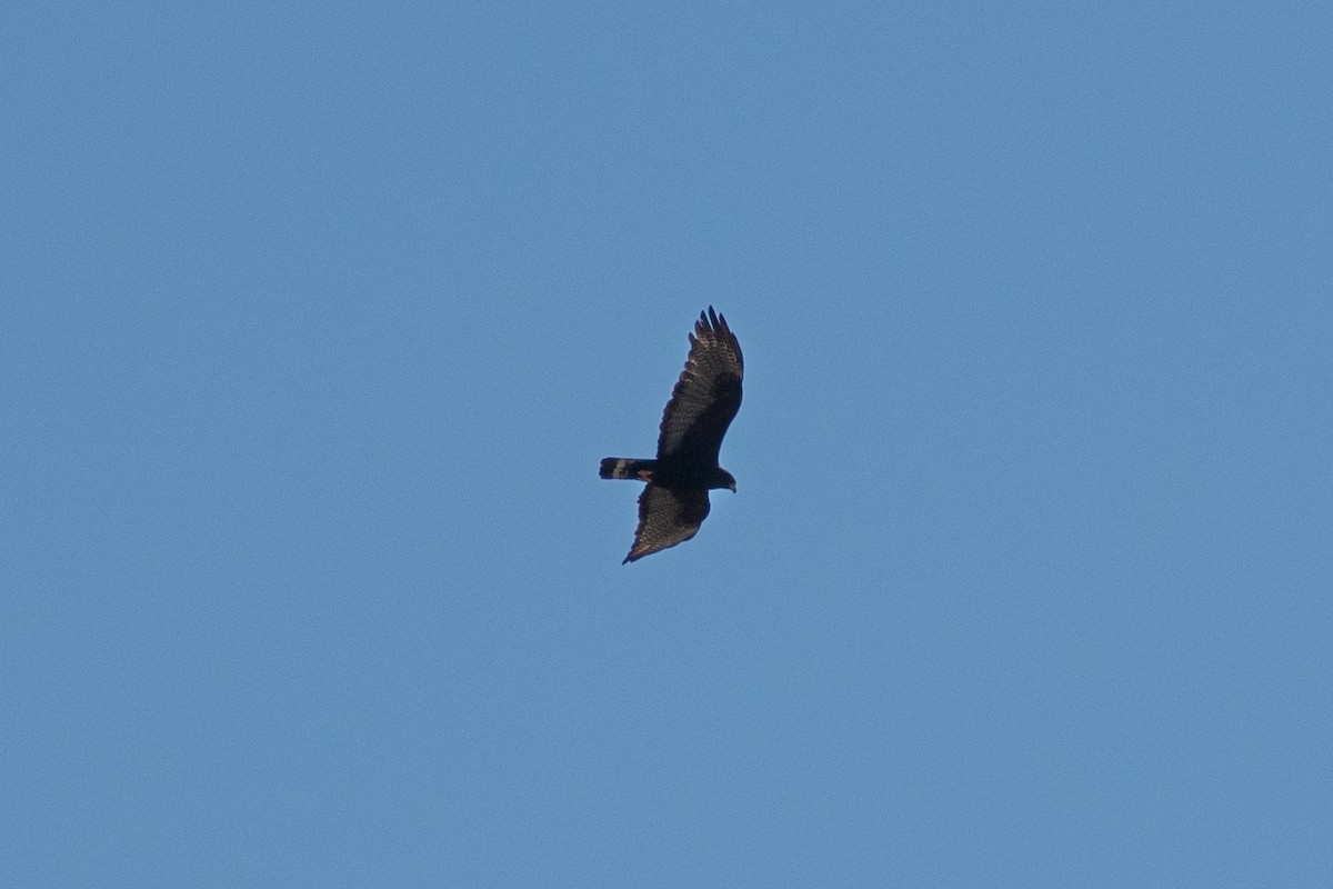 Zone-tailed Hawk - ML640107433