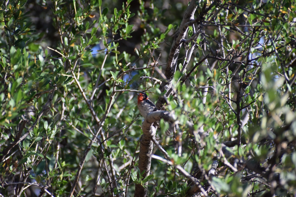 Red-faced Warbler - ML640107511