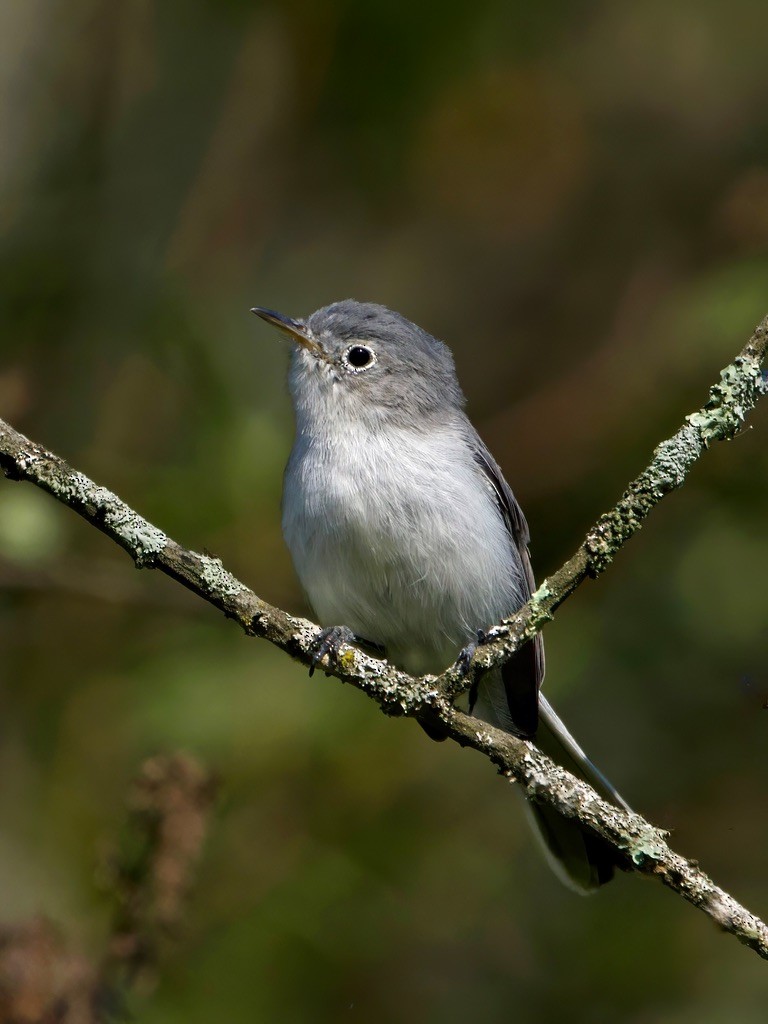 Blue-gray Gnatcatcher - ML640107541