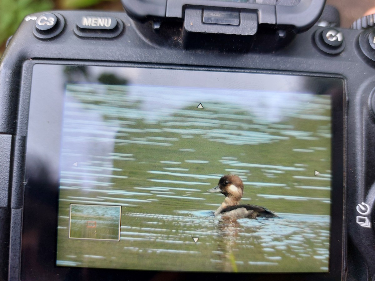Bufflehead - ML640107583