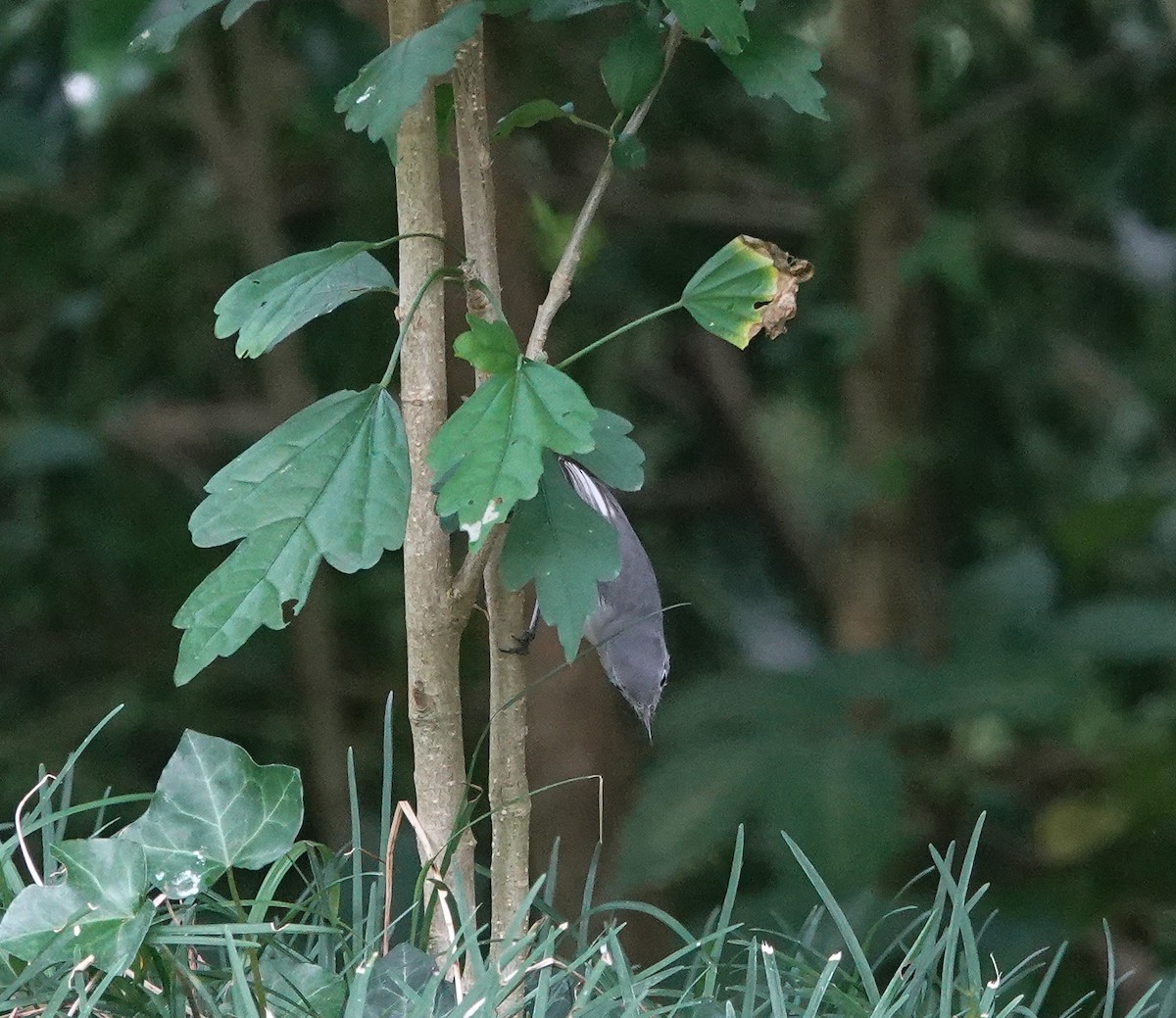 Blue-gray Gnatcatcher - ML640107884