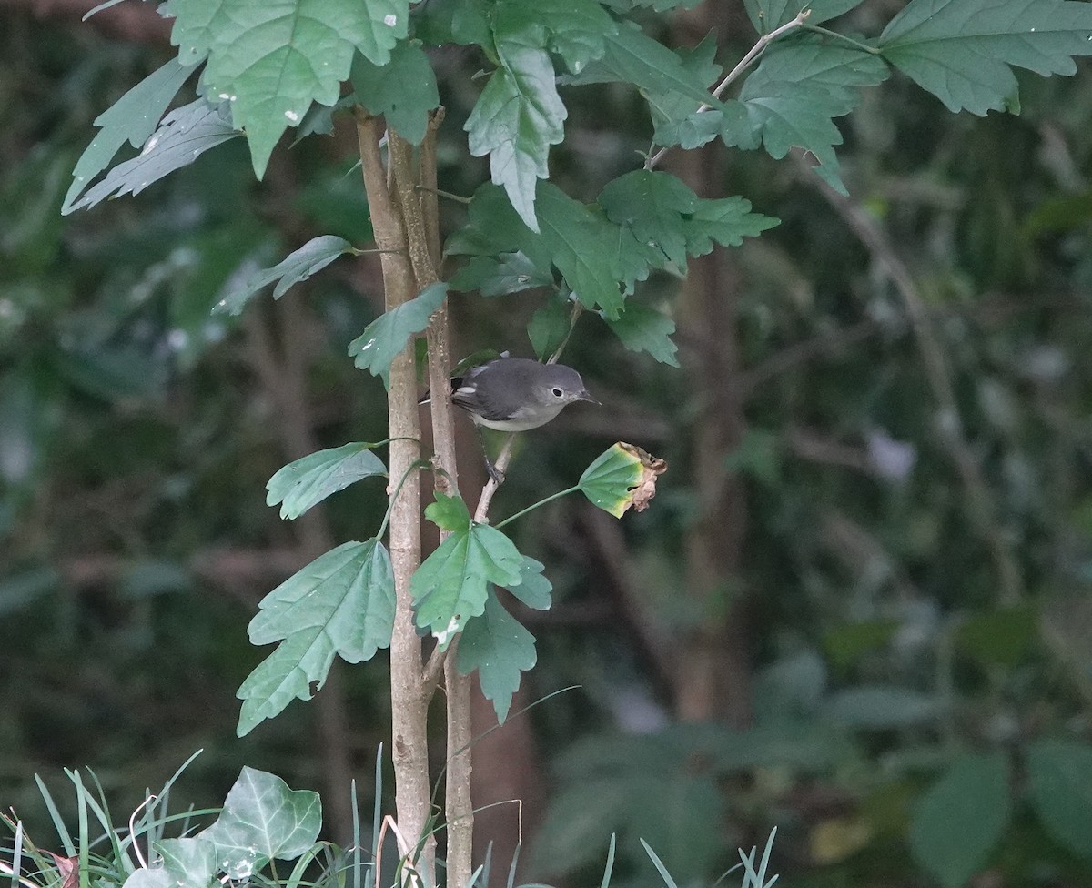 Blue-gray Gnatcatcher - ML640107885