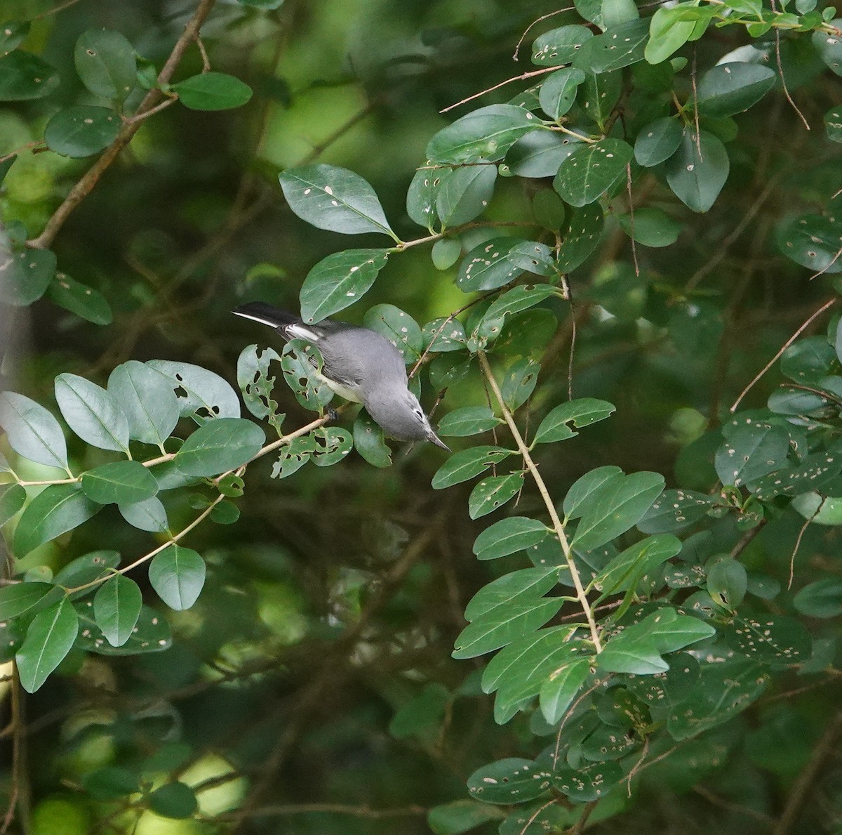 Blue-gray Gnatcatcher - ML640107886