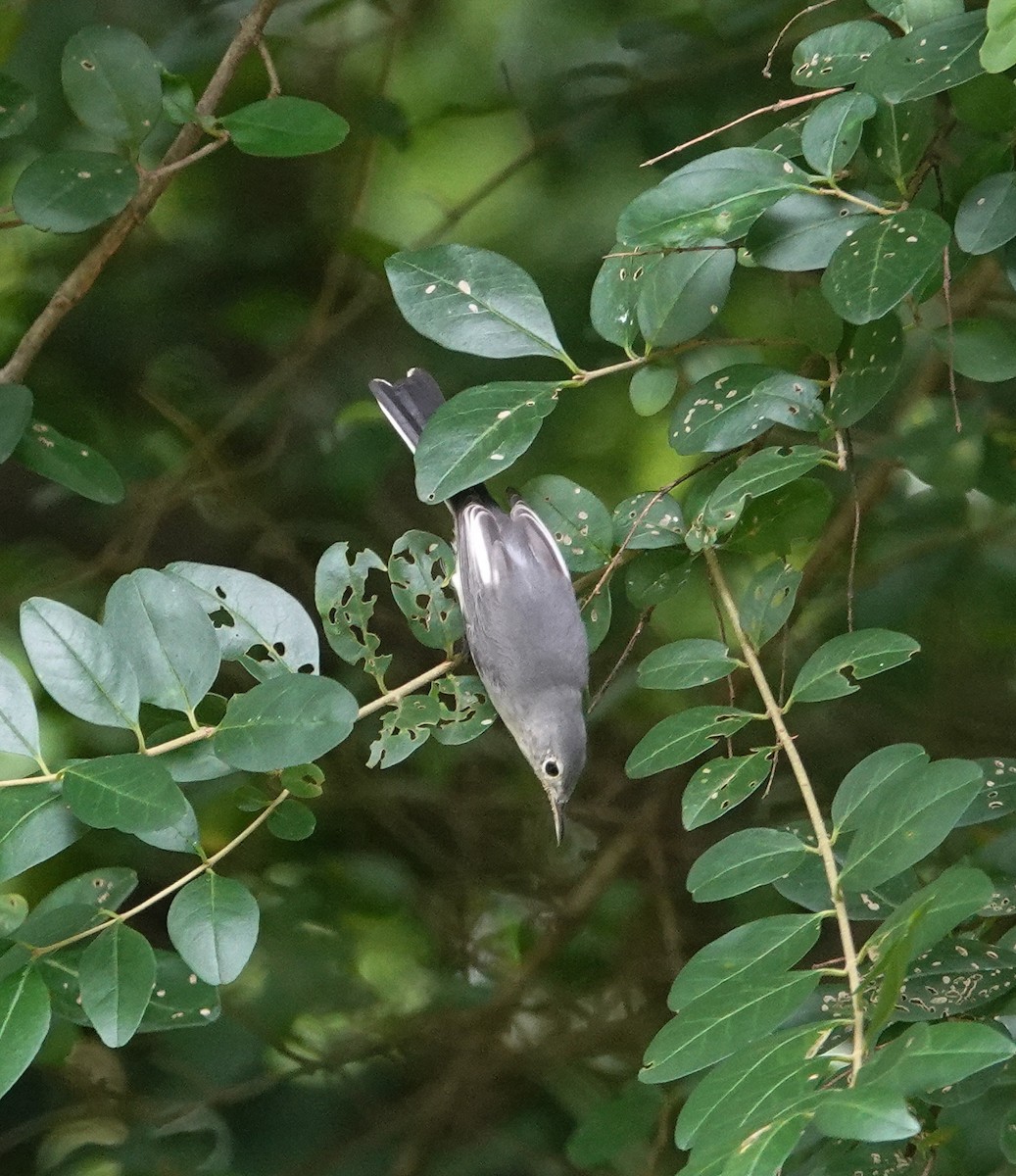 Blue-gray Gnatcatcher - ML640107887
