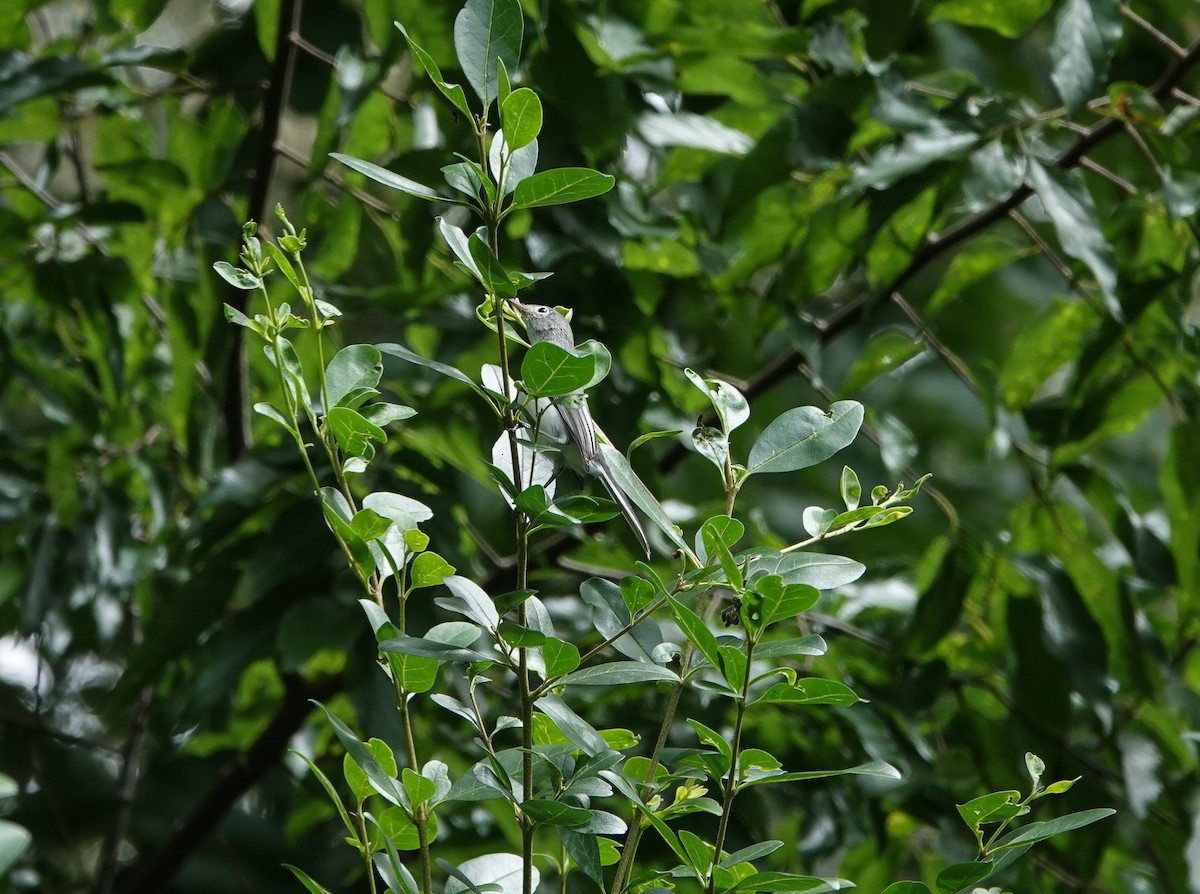 Blue-gray Gnatcatcher - ML640107888