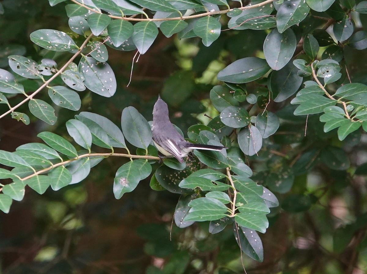 Blue-gray Gnatcatcher - ML640107889