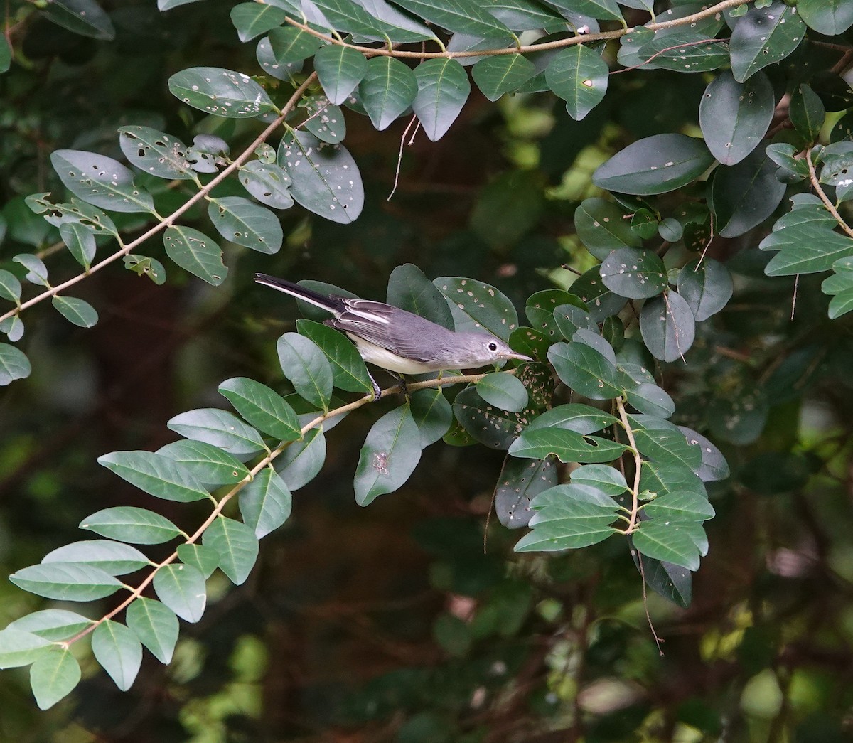 Blue-gray Gnatcatcher - ML640107891