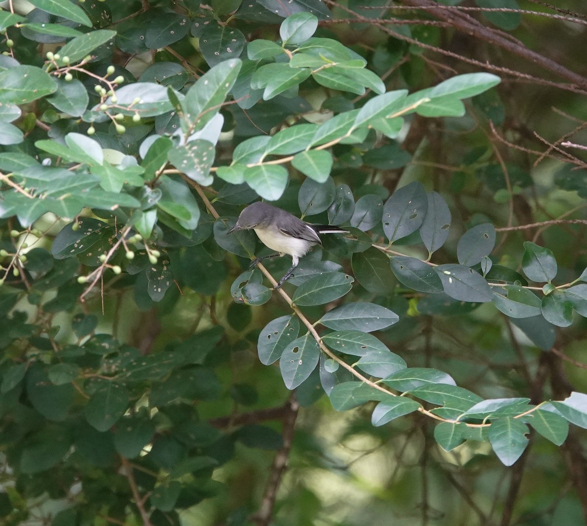 Blue-gray Gnatcatcher - ML640107893