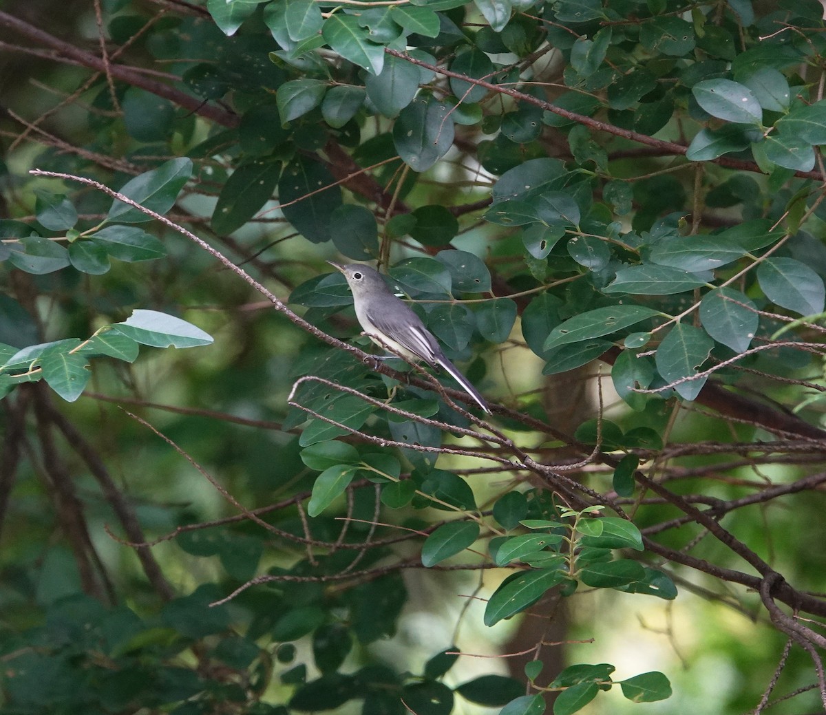 Blue-gray Gnatcatcher - ML640107894