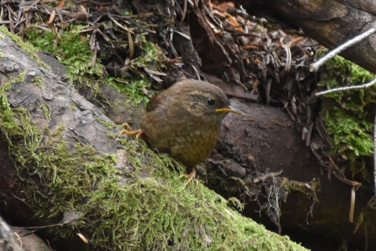 Pacific Wren - ML640107927