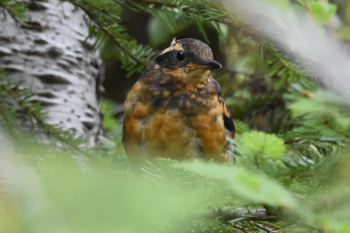 Varied Thrush - ML640107969