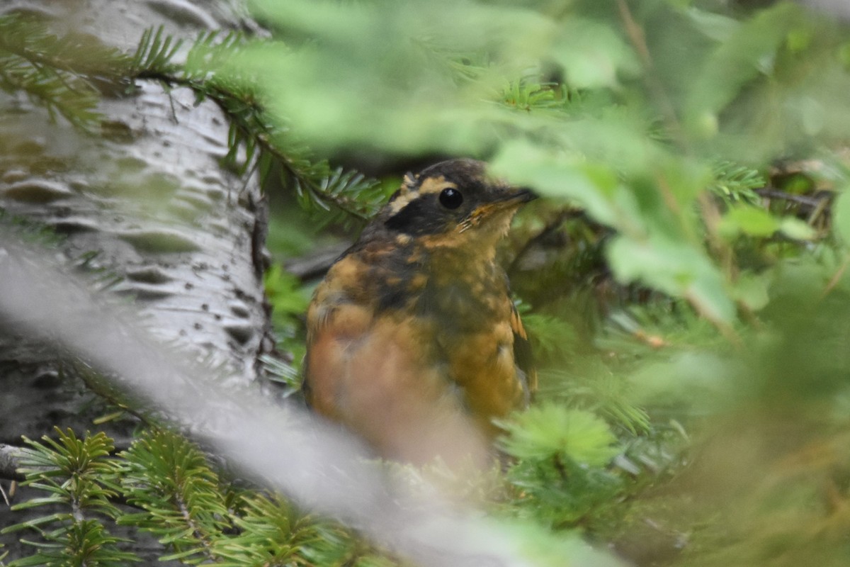 Varied Thrush - ML640107970