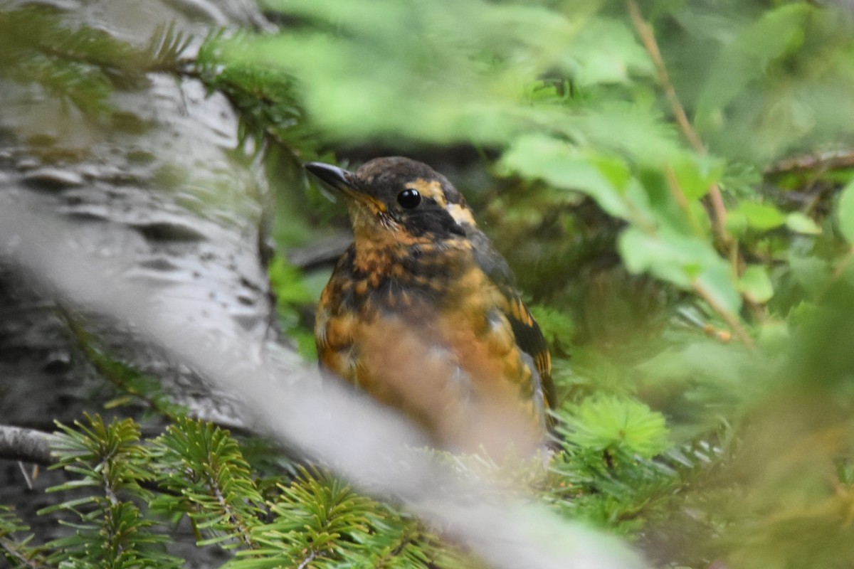 Varied Thrush - ML640107971